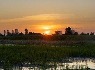 A scenic landscape of rice field in Thailand at golden sunset and twilight sky with coloud during plantation period with full of water in the field surrounded with 