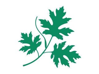 Fototapeta premium oak leaves vector illustration