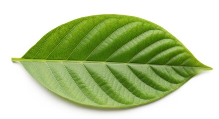 Obraz premium Single green leaf with visible veins