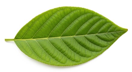 Obraz premium Single green leaf with visible veins