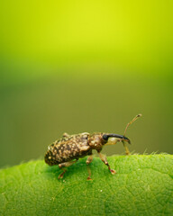 Weevil On A Leaf Against A Vibrant Green Background