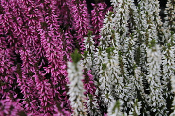 heather (Calluna vulgaris), Beautiful pink, red and white heather background. Colorful heather...