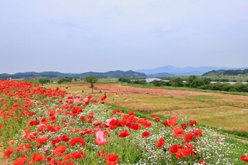 꽃양귀비 등 꽃들이 활짝핀 함안 야외공원 픙경 시리즈
