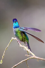 The Talamanca hummingbird or admirable hummingbird, Eugenes spectabilis