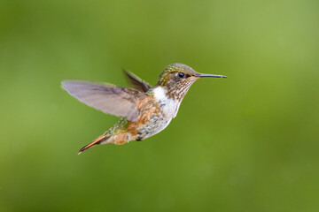 The volcano hummingbird, Selasphorus flammula is a member of bee hummingbirds