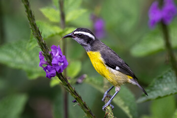 The bananaquit, Coereba flaveola on purple flower. Tanager family Thraupidae