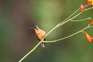 The purple-throated mountaingem, Lampornis calolaemus, tribe Lampornithini