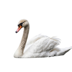 Fototapeta premium White Swan isolated on transparent background, Swan PNG 