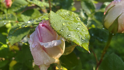  beautiful rose flower in the garden in sunny day