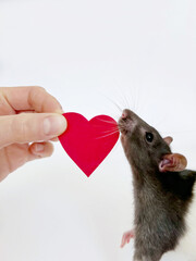 A curious pet rat sniffs a red heart cutout held by a hand against a white background