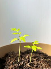 Two young green seedlings grow in rich soil inside a pot, lit by natural daylight.