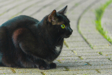 Katze auf der Lauer 