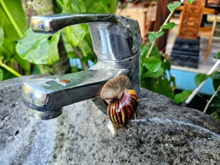 Snail on faucet symbolizes nature in urban environments. Ideal for concepts of nature, slowness, or unexpected places, environmental or slow-living themes