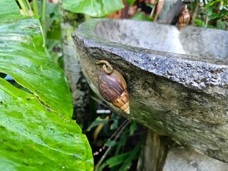 Close-up of a snail clinging to the side of a stone sink, suitable for concepts of slow living,...