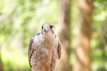 Saker falcon perched majestically in tapada nacional de mafra