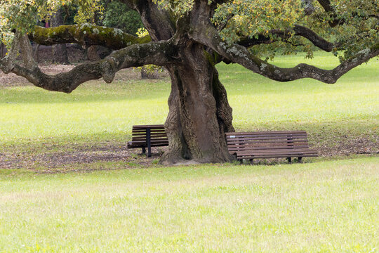 Benches inviting to rest under majestic tree in parque da paz, almada