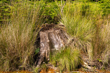 Old tree stump surrounded by lush vegetation in tapada nacional de mafra
