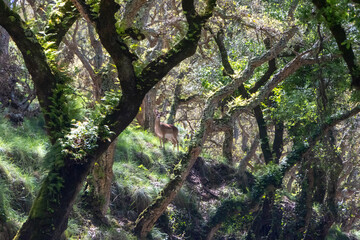 Fallow deer standing in the woods of tapada nacional de mafra, portugal