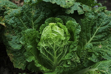 Naklejka premium Napa cabbage growing in the garden. Growing own food concept. Eco farming concept, home farming concept. Organic food 