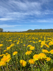 A vibrant spring meadow filled with blooming yellow dandelions under a bright blue sky with wispy clouds.