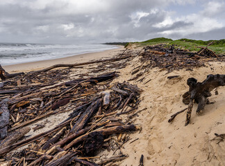 Driftwood piled up on Urunga beach, Urunga New South Wales