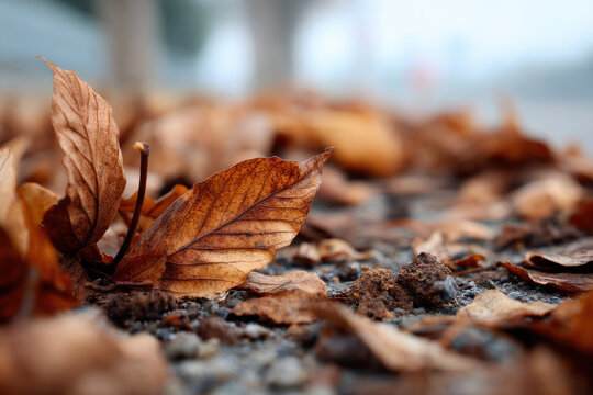 Leaves Degrading