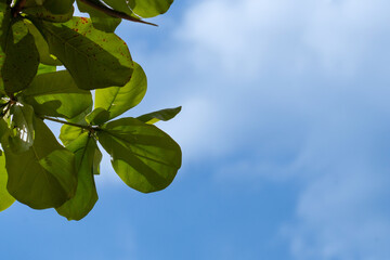 Close-up of tropical green leaves from a Ketapang tree (Terminalia catappa) with clear blue sky in the background.