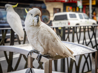 The nominate sub species of the sulphur-crested cockatoo, the Greater sulphur-crested cockatoo (Cacatua galerita galerita) in Katoomba, New South Wales, Australia.	