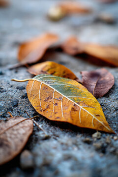 Leaves Degrading