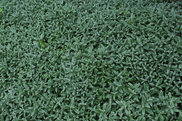 Green leaves of Cerastium tomentosum snow in summer. Beautiful green floral background. Green leaves texture background 
