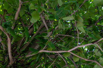 green leaves on a tree
