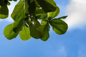 Close-up of tropical green leaves from a Ketapang tree (Terminalia catappa) with clear blue sky in...