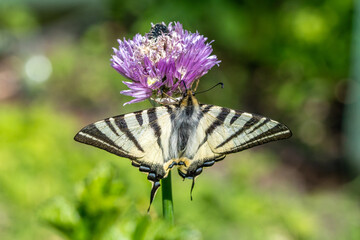 A scarce swallowtail butterfly (Iphiclides podalirius) eating pollen on a chive flower (Allium schoenoprasum). A rosebeetle also sits on the flower in the background