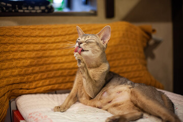 Nursing abyssinian blue cat relaxing on bed, licking its paw. Mother cat resting alone. Cozy...
