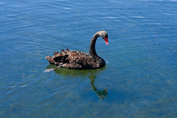 Black swan on the waters of Lake Rororua, New Zealand.