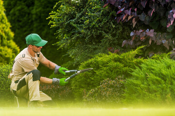 Gardener Trimming Bushes in a Lush Garden During Bright Daylight