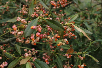 Euonymus europaeus grows in July. Euonymus europaeus, the spindle, European spindle, or common spindle, is a species of flowering plant in the family Celastraceae. Unripe European spindle fruits 
