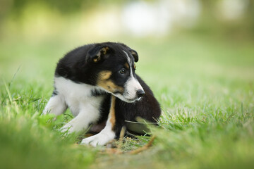 Spring portrait of dog in nature. He is so cute in the nature. He has so lovely face	
