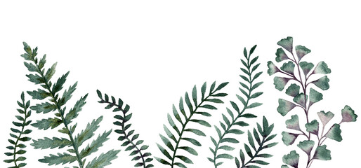watercolor drawing background with green leaves of fern at white background, ,floral backdrop, hand drawn botanical illustration © cat_arch_angel