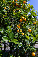 oranges on tree