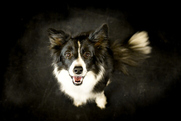 photo of dog in photo studio on black color. Black background in photo studio with dog.	
