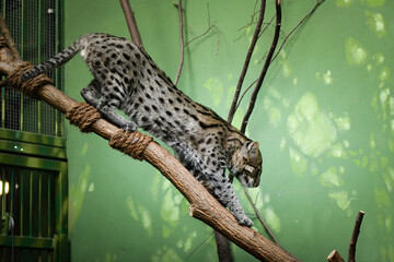 Prionailurus viverrinus is in her zoo habitat. Sand habitat in zoo in sunny day.  © doda