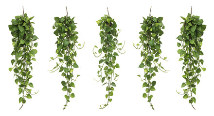 Five vibrant hanging pothos plants isolated on transparent background for decorative purposes
