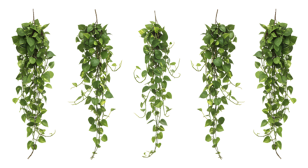 Five vibrant hanging pothos plants isolated on transparent background for decorative purposes