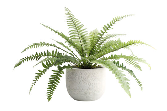 Lush green fern plant in a modern textured white ceramic poton transparent background