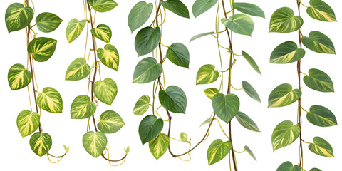 Lush green and yellow variegated pothos vines with deep green leaves on transparent background