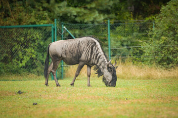 Obraz premium The blue wildebeest is walking around its enclosure on safari. Free-roaming animals in the safari park. 