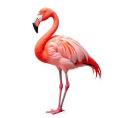Obraz premium Flamingos Side View isolated on transparent background, PNG 