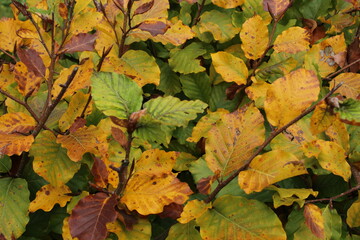 Green and yellow autumn colored hornbeam leaves texture background. Yellow autumn colored leaves background 
