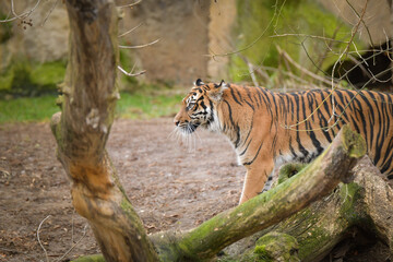 Asian tiger is going in zoo habitat. He is waiting for animal caretaker.	
